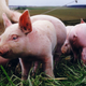 Illustration for article titled The Science of Building the Perfect Pig